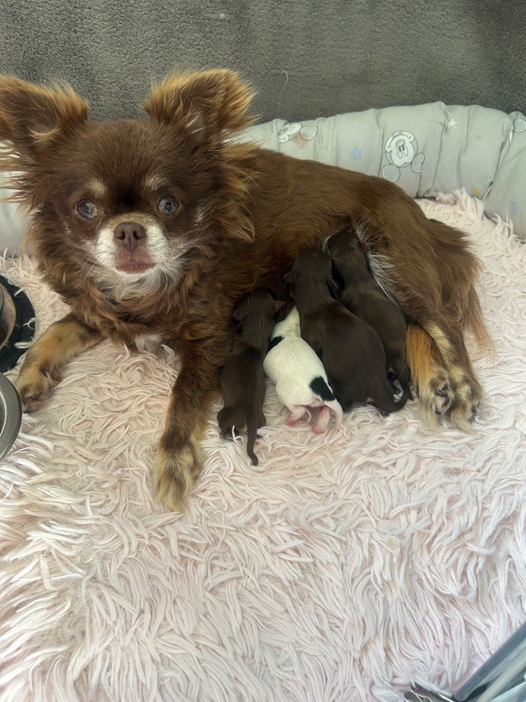 Chiot Chihuahua Des Petits Trésors D'Angel