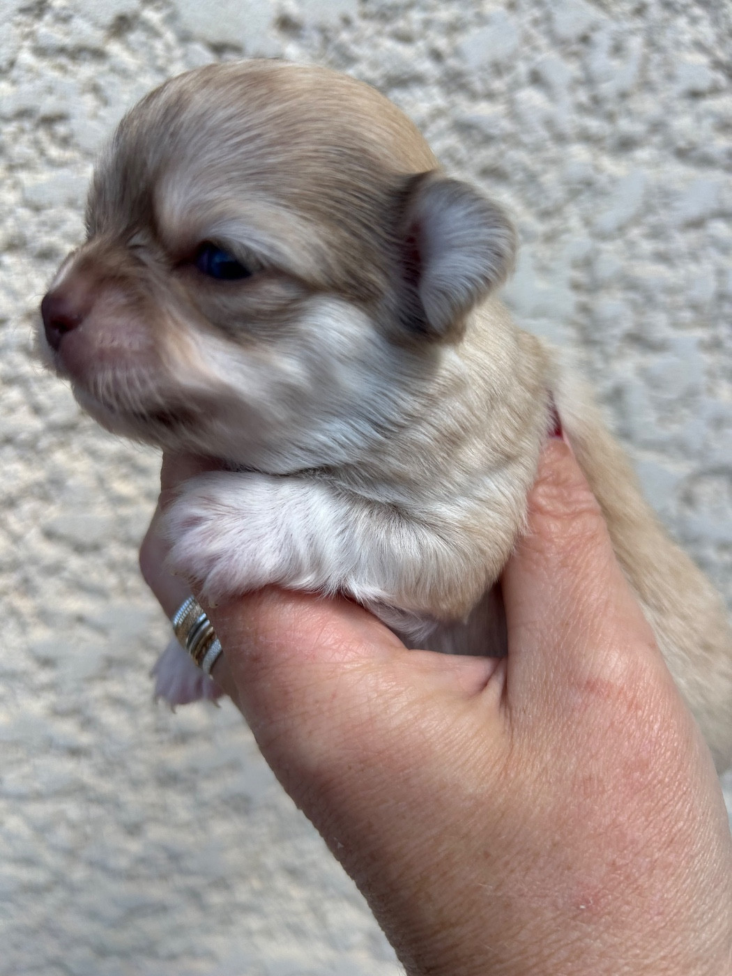 Des Petits Trésors D'Angel - Chiots disponibles - Chihuahua