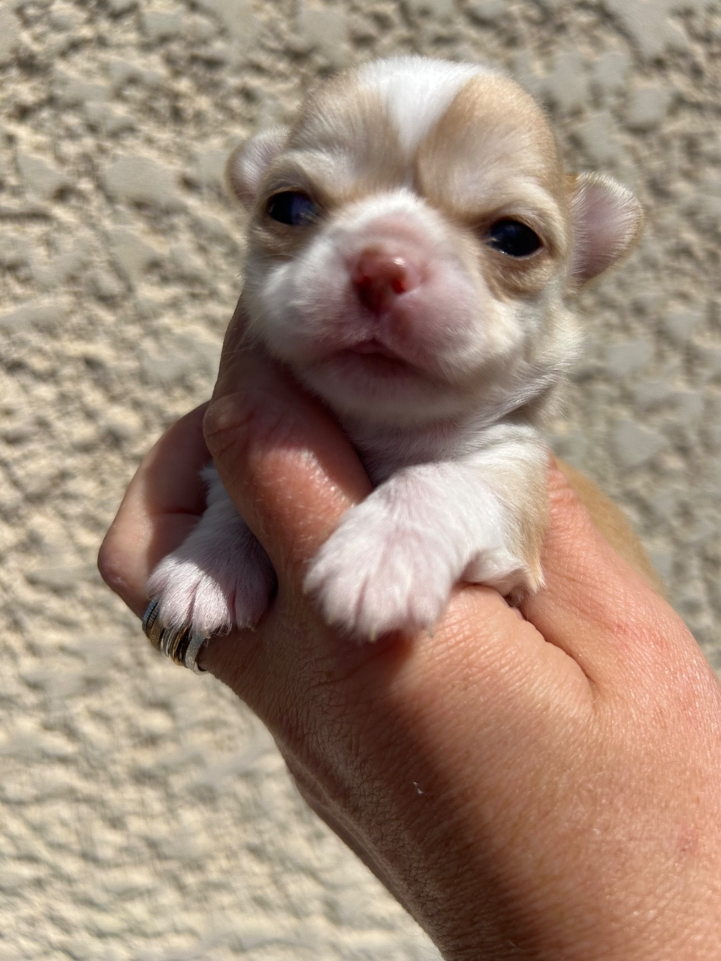 Des Petits Trésors D'Angel - Chiots disponibles - Chihuahua