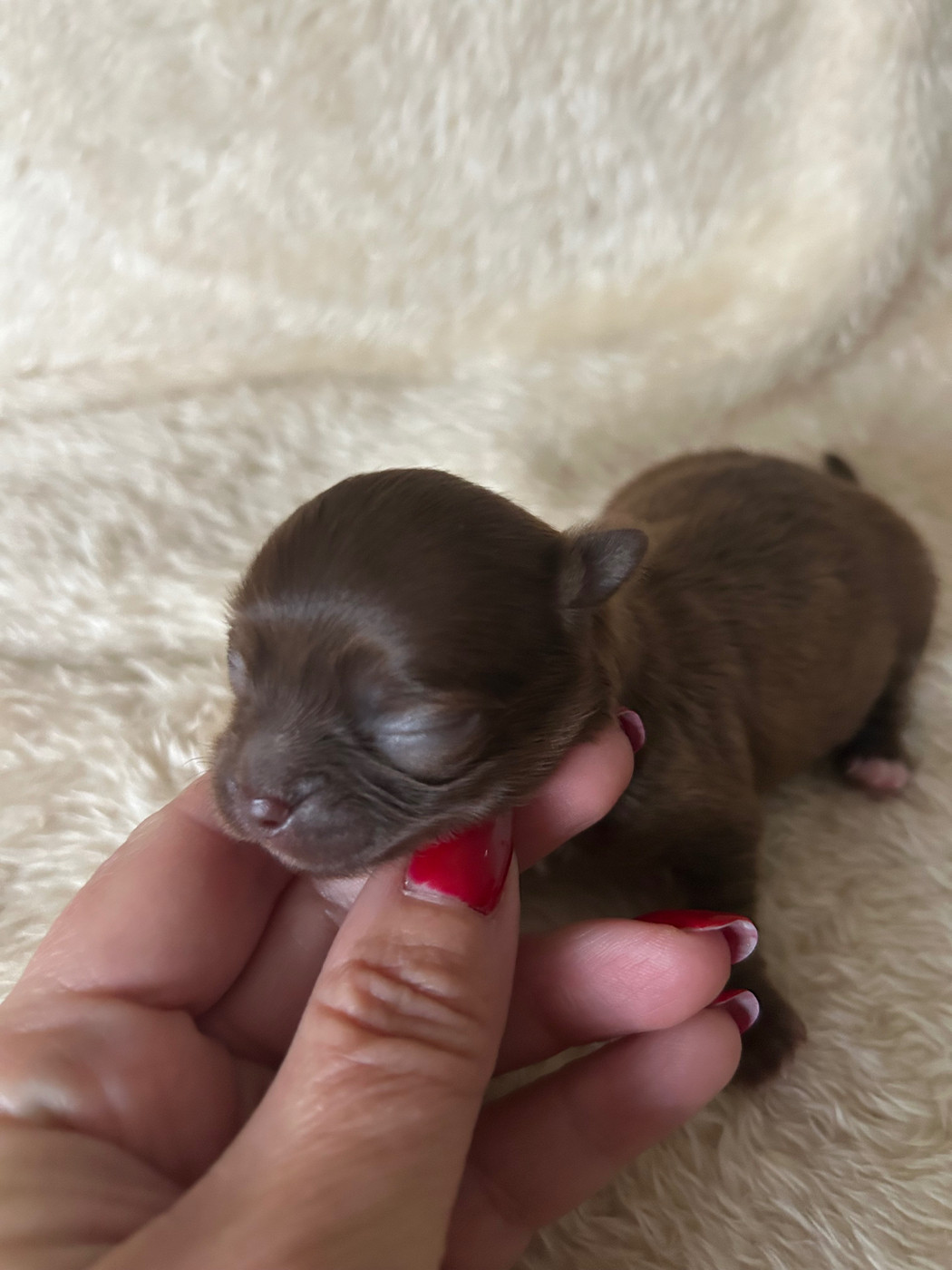 Des Petits Trésors D'Angel - Chiots disponibles - Chihuahua