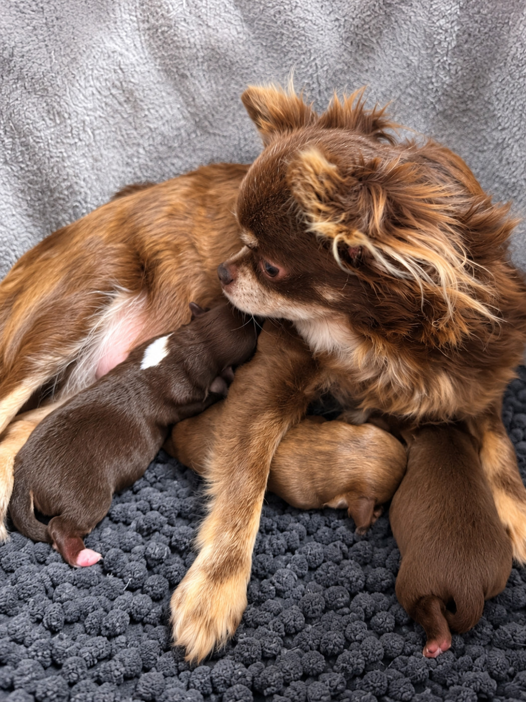 Chiot Chihuahua Des Petits Trésors D'Angel