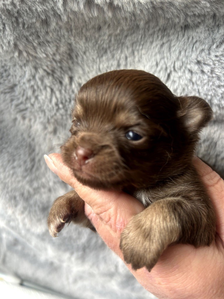 Des Petits Trésors D'Angel - Chiots disponibles - Chihuahua