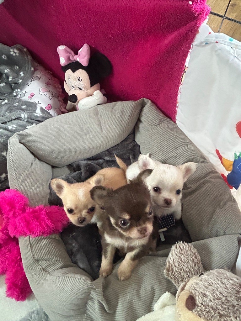 Des Petits Trésors D'Angel - Chihuahua - Portée née le 29/08/2025