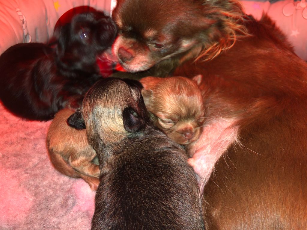 Des Petits Trésors D'Angel - Chihuahua - Portée née le 28/10/2022