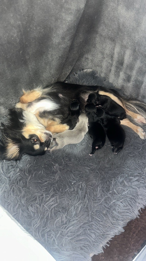 Chiot Chihuahua Des Petits Trésors D'Angel