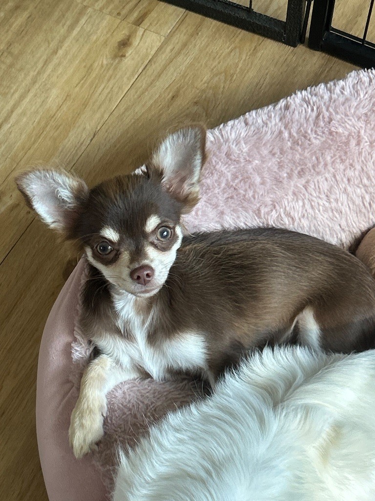 Des Petits Trésors D'Angel - Chiots disponibles - Chihuahua