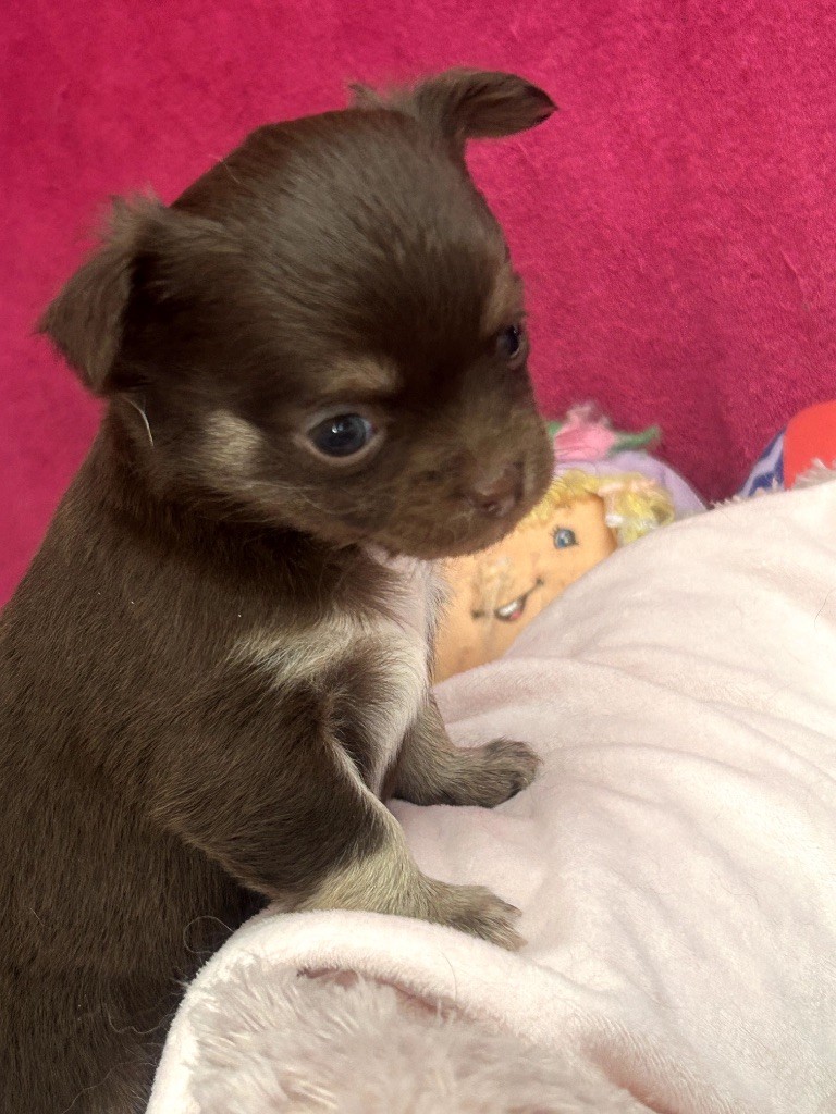 Des Petits Trésors D'Angel - Chiots disponibles - Chihuahua