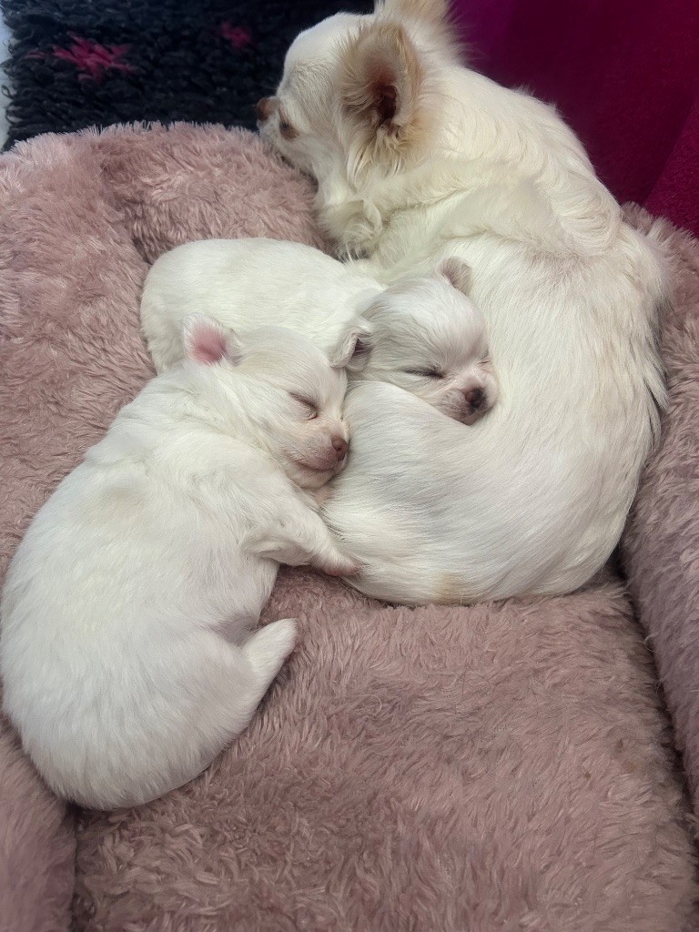 Chiot Chihuahua Des Petits Trésors D'Angel