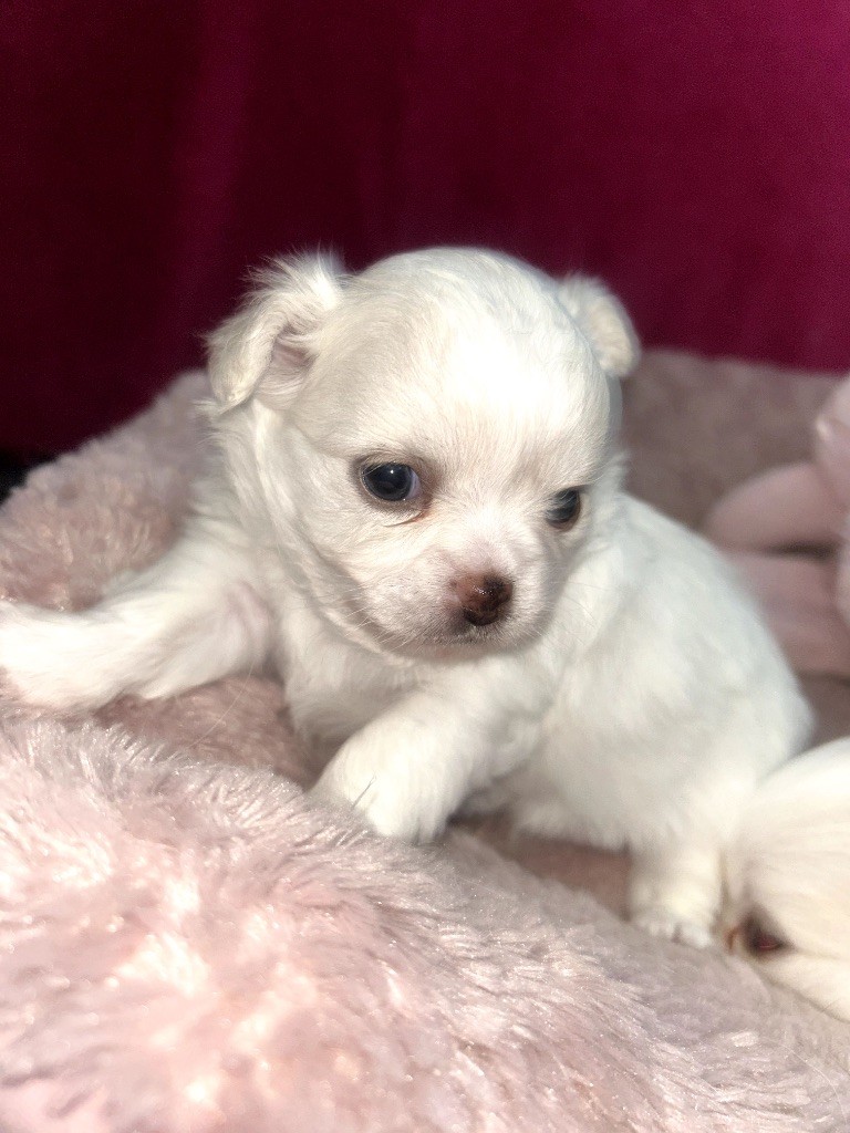 Des Petits Trésors D'Angel - Chiots disponibles - Chihuahua