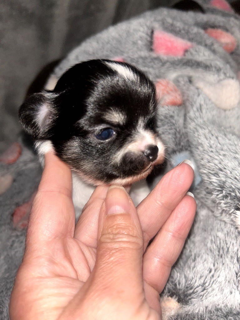 Des Petits Trésors D'Angel - Chiots disponibles - Chihuahua